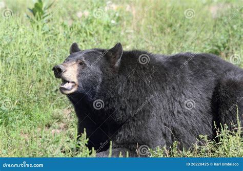 orso nero americano cruciverba|Orso nero americano .